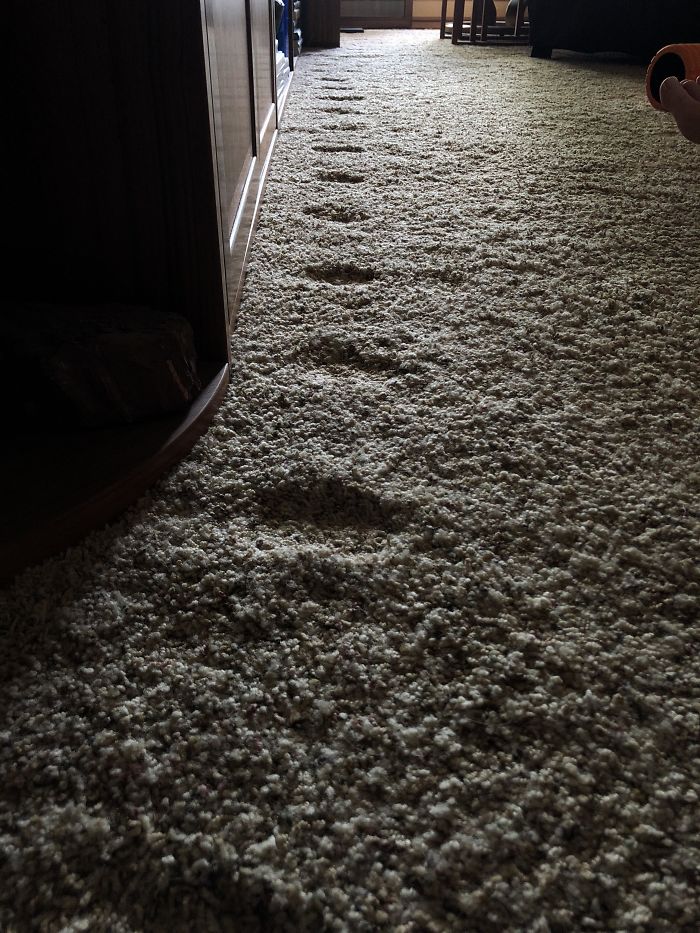 image: cat pacing everyday making dents in the carpet